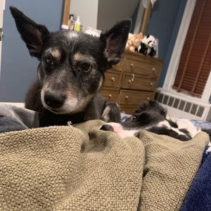 Meet your Posher, Dana